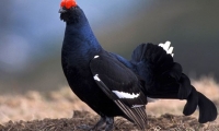 Rezervatia Naturala Cornu Nedeii - Ciungii Balasanii poza