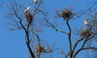 Rezervatia Naturala Padurea Bavna poza