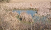 Rezervatia Naturala Mlastinile Satchinez poza