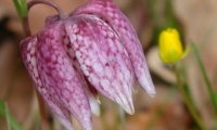Rezervatia Naturala Padurea Bavna poza