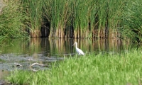 Rezervatia Naturala Mlastinile Satchinez poza