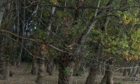 Rezervatia Naturala Ostrovul Prut poza