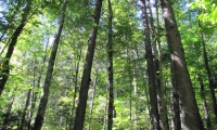 Rezervatia Naturala Codrul Secular Slatioara poza