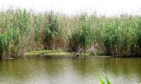 Rezervatia Naturala Ostrovul Prut poza