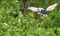 Rezervatia Naturala Mlastinile Satchinez poza