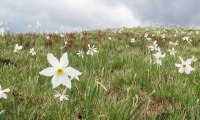 Rezervatia Naturala Poiana Cu Narcise Tomnatec Sehleanu poza