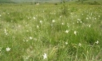 Rezervatia Naturala Poiana Cu Narcise Din Racas poza