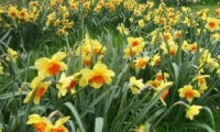 Rezervatia Naturala Poiana Cu Narcise Din Racas poza