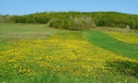 Rezervatia Naturala Poiana Cu Narcise Din Racas poza
