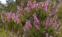 Rezervatia Naturala Stana Clitului poza