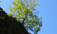 Rezervatia Naturala Reghiu-Scruntar poza
