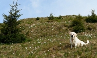 Rezervatia Naturala Poiana Cu Narcise Tomnatec Sehleanu poza