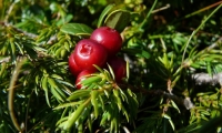 Rezervatia Naturala Rachitisul Mare poza