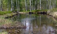 Rezervatia Tinovul Buffogo poza