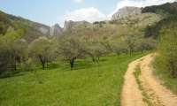 Baile Romane Cetea poza