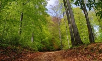 Valea Zanelor poza