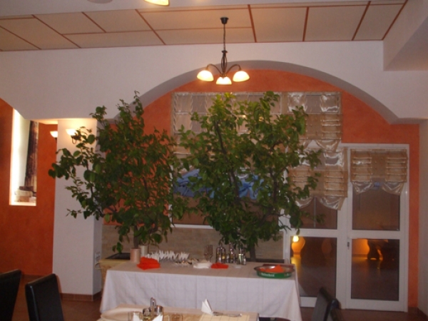 cazare Restaurantul Palace poza